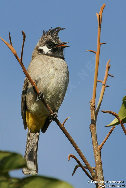 Bulbul à joues blanches