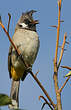 Bulbul à joues blanches