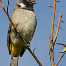 Bulbul à joues blanches