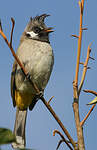 Bulbul à joues blanches