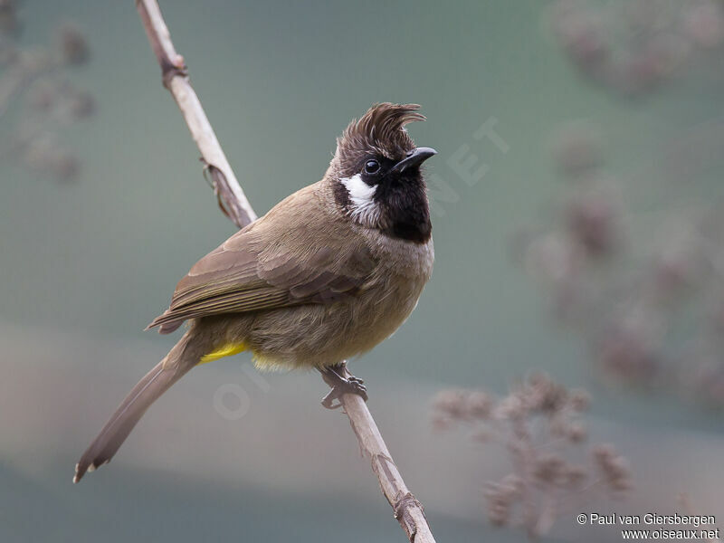 Himalayan Bulbul