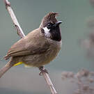 Bulbul à joues blanches