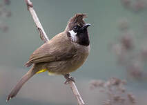 Bulbul à joues blanches