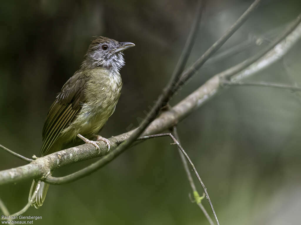 Bulbul à joues grisesadulte