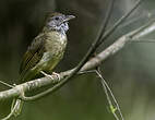 Bulbul à joues grises