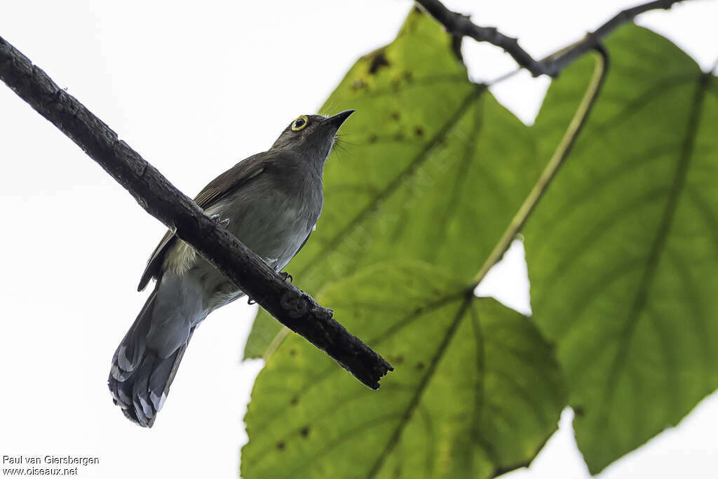 Bulbul à lunettes jaunesadulte