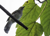 Bulbul à lunettes jaunes