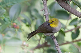 Yellow-throated Bulbul