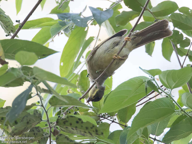 Yellow-whiskered Greenbuladult, habitat, Behaviour