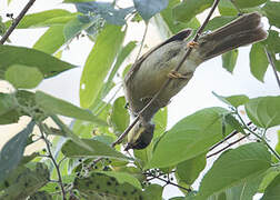 Yellow-whiskered Greenbul