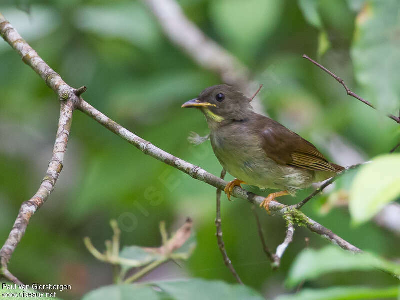 Bulbul à moustaches jaunesadulte, pigmentation