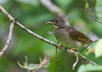 Bulbul à moustaches jaunes