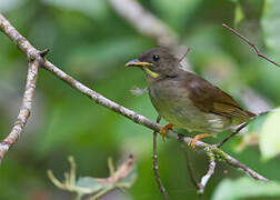 Yellow-whiskered Greenbul