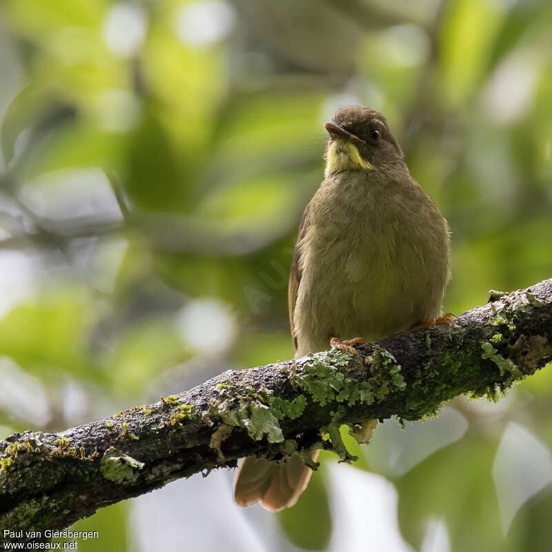 Yellow-whiskered Greenbuladult, close-up portrait, pigmentation