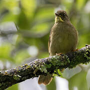 Bulbul à moustaches jaunes