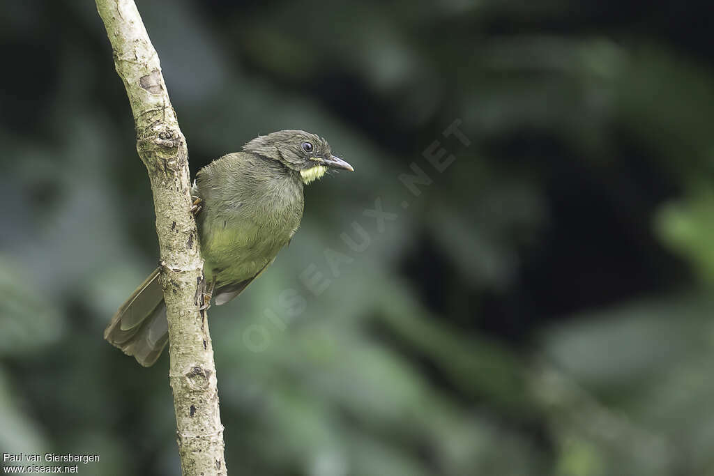 Yellow-whiskered Greenbulimmature, identification