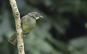 Bulbul à moustaches jaunes