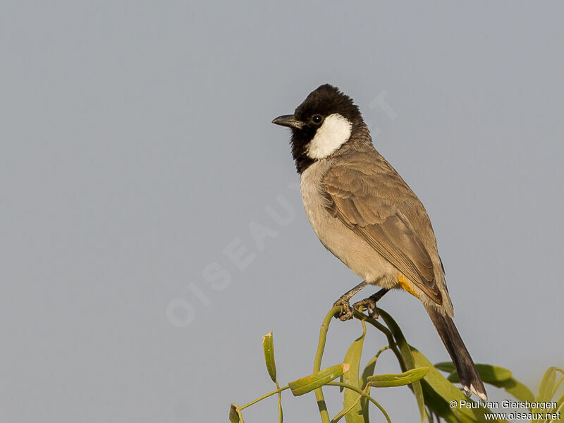 White-eared Bulbul