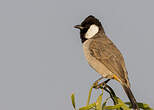 Bulbul à oreillons blancs