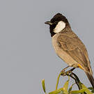 Bulbul à oreillons blancs