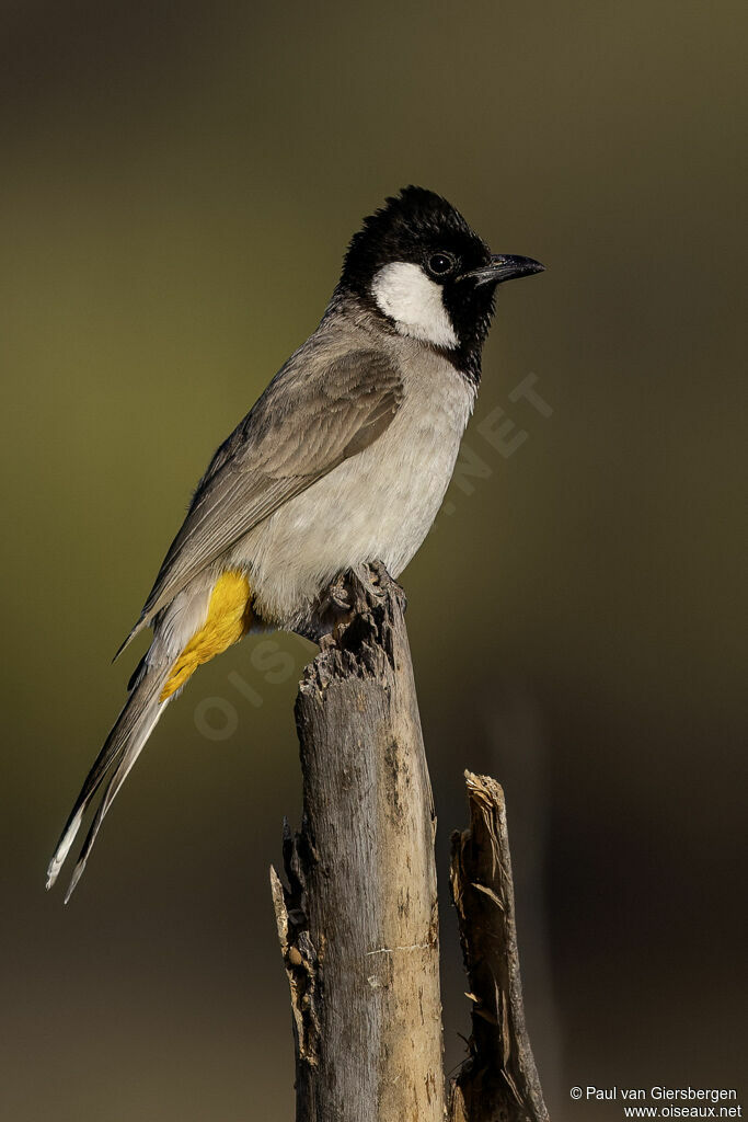 Bulbul à oreillons blancs