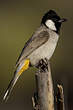 Bulbul à oreillons blancs