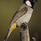 Bulbul à oreillons blancs