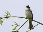 Bulbul à poitrine brune