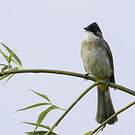 Bulbul à poitrine brune