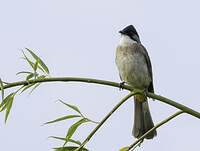 Bulbul à poitrine brune