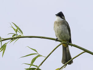 Bulbul à poitrine brune
