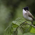 Bulbul à poitrine brune