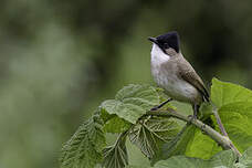 Bulbul à poitrine brune