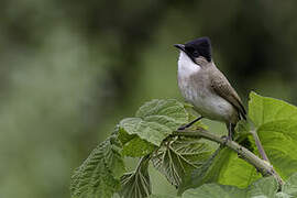 Bulbul à poitrine brune