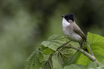 Bulbul à poitrine brune