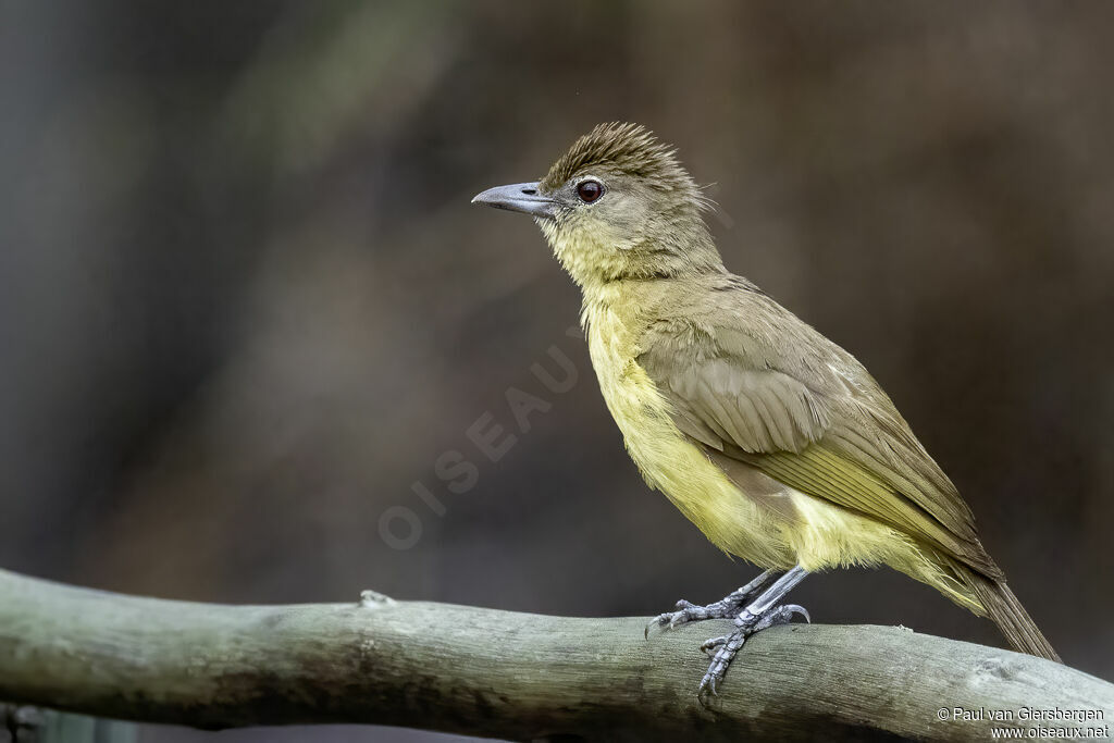 Yellow-bellied Greenbuladult
