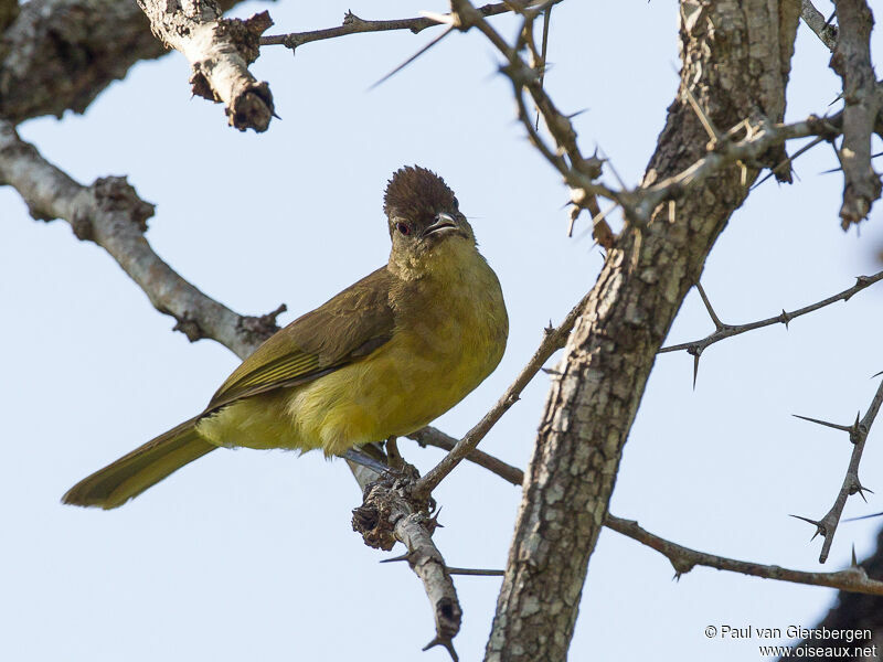 Bulbul à poitrine jaune