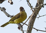 Bulbul à poitrine jaune