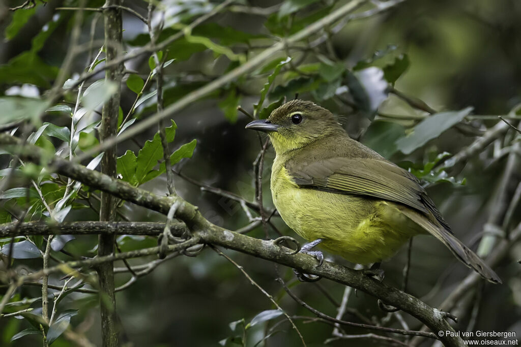 Bulbul à poitrine jauneadulte