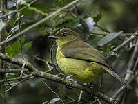 Bulbul à poitrine jaune