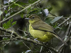 Yellow-bellied Greenbul