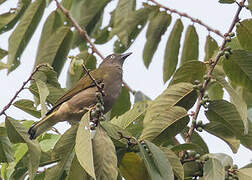 Honeyguide Greenbul