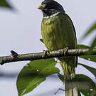 Bulbul à semi-collier