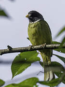 Collared Finchbill