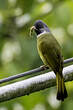 Bulbul à semi-collier