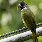 Bulbul à semi-collier