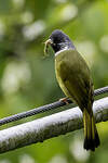 Bulbul à semi-collier