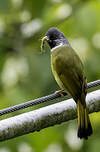 Bulbul à semi-collier