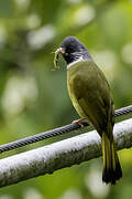 Bulbul à semi-collier