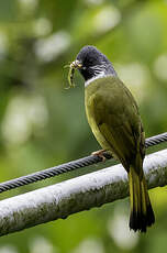 Bulbul à semi-collier